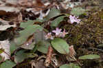 Trailing arbutus